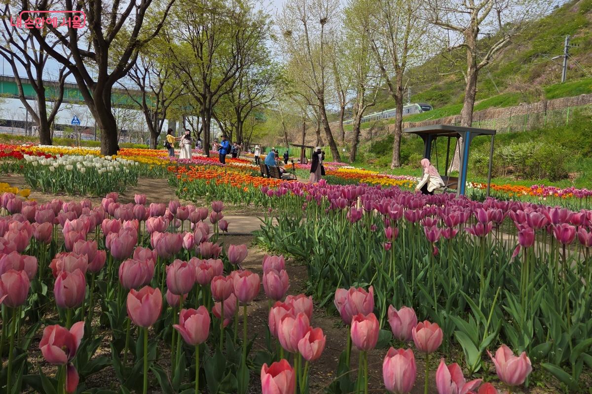 알록달록 피어난 튤립 꽃잔치가 펼쳐진다. &copy;김미선