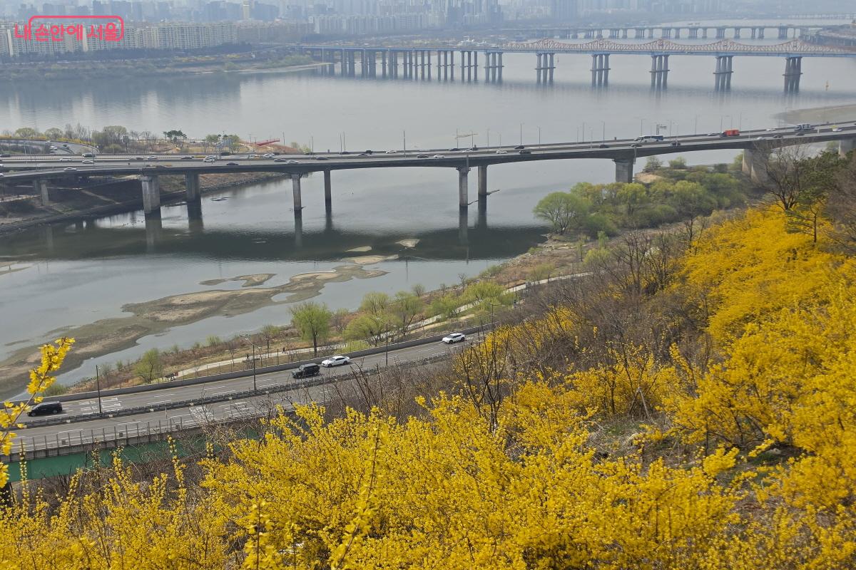 '서울 봄 꽃길 175선' 중 하나인 응봉산 응봉공원 ⓒ조송연
