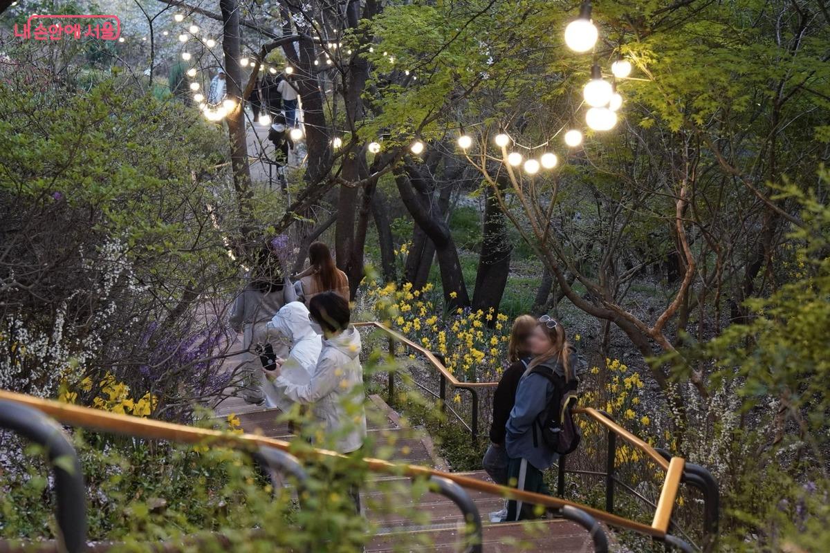 새롭게 넓혀 조성된 나무 계단을 따라 시민들이 여유로운 간격을 두고 천천히 걸어 내려갑니다. 좁은 길에서 멈춰 서거나 부딪히는 일 없이, 저마다 편안한 속도로 이동하며 꽃구경을 즐기는 쾌적한 모습입니다.