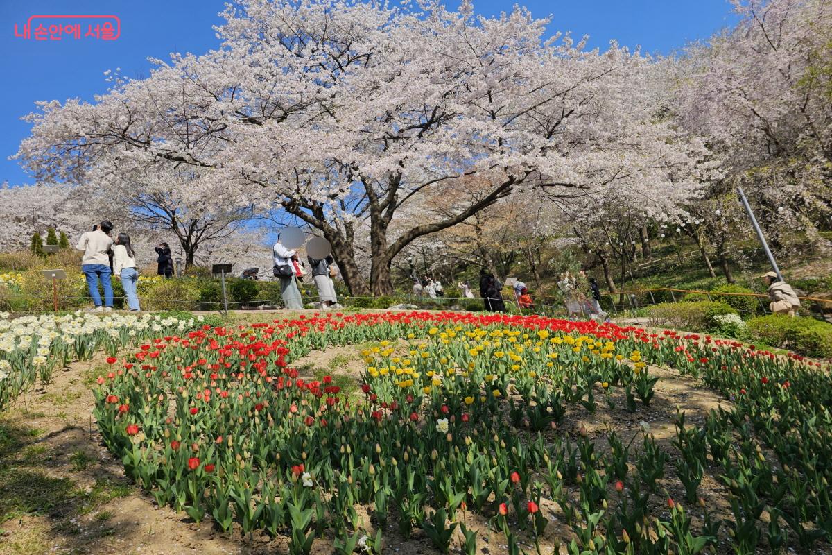 '안산허브원'은 수선화, 튤립, 벚꽃의 풍경이 한눈에 담겨 영화 속의 한 장면 같이 아름답다. &copy;염지연