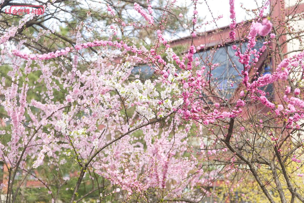 겹복사꽃은 서울역사박물관과 경희궁 사이 도로 쪽에서 볼 수 있다. &copy;서지희