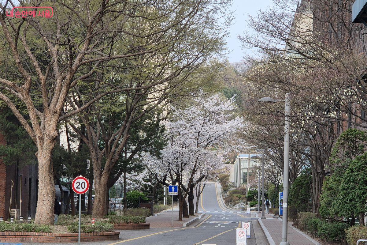 오래된 나무들과 벚꽃이 어우러진 고풍스러운 서울 시립대학교