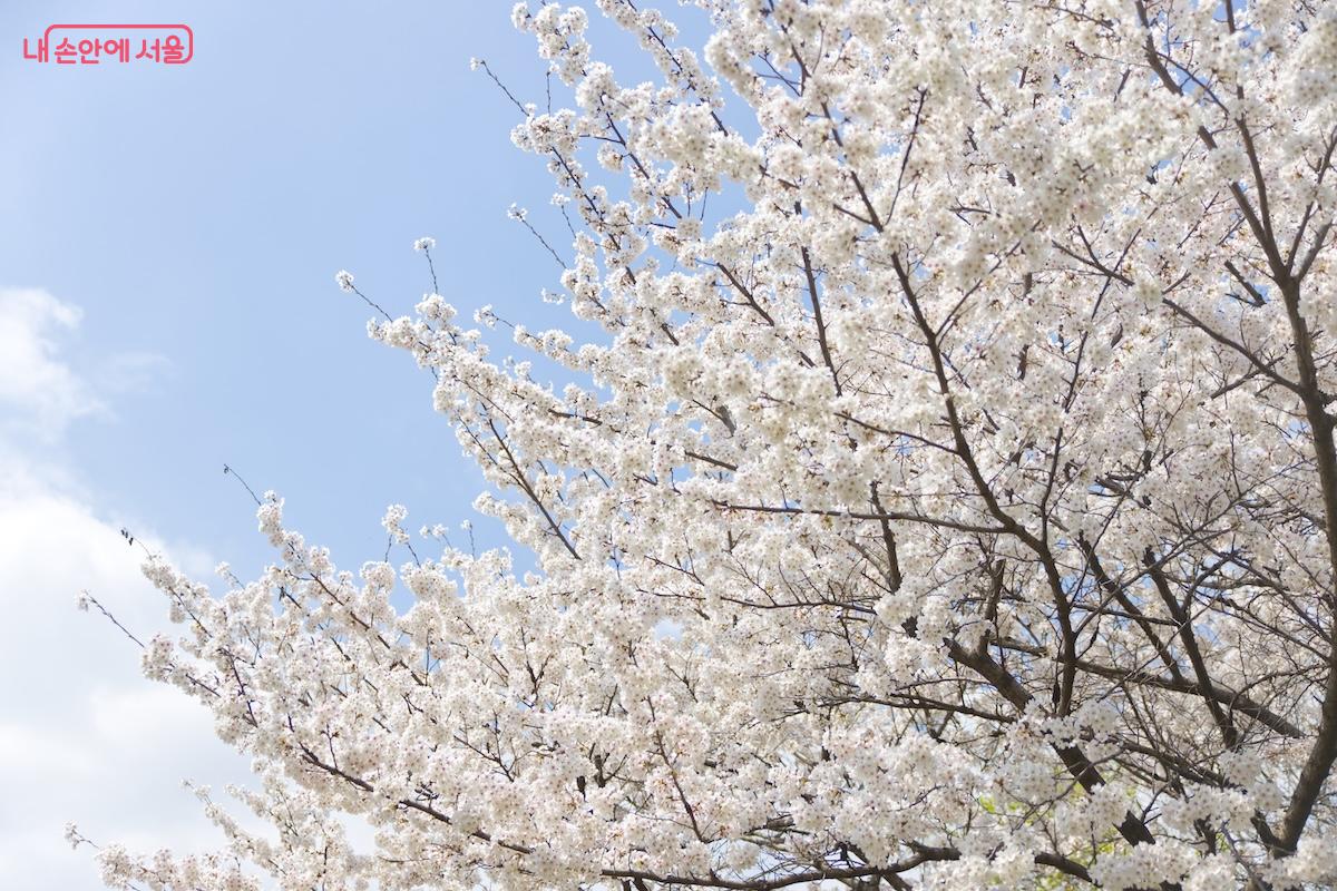 새롭게 탄생한 노원우이마루를 축하해주는 듯 만개한 벚꽃이 장관을 이루었다