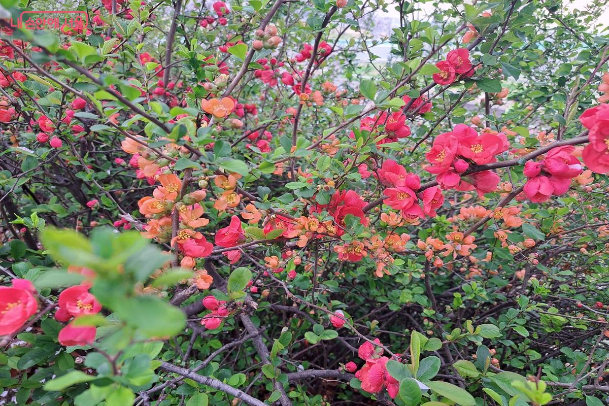 영등포 뚝방길에 명자나무 꽃이 아름답게 일찍 피어 있다. &copy;홍지영