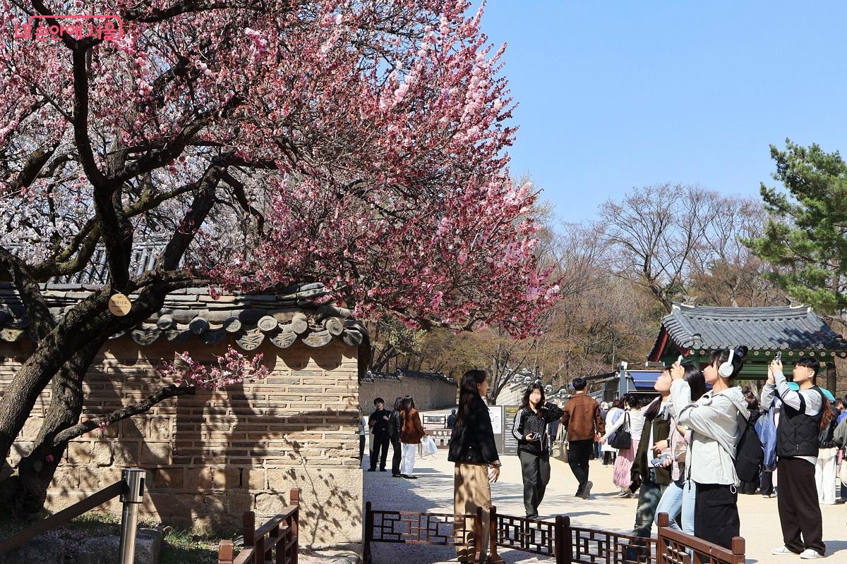 봄꽃이 만발한 창덕궁 성정각, 관람객들이 설레는 봄 산책을 즐기고 있다. &copy;이봉덕