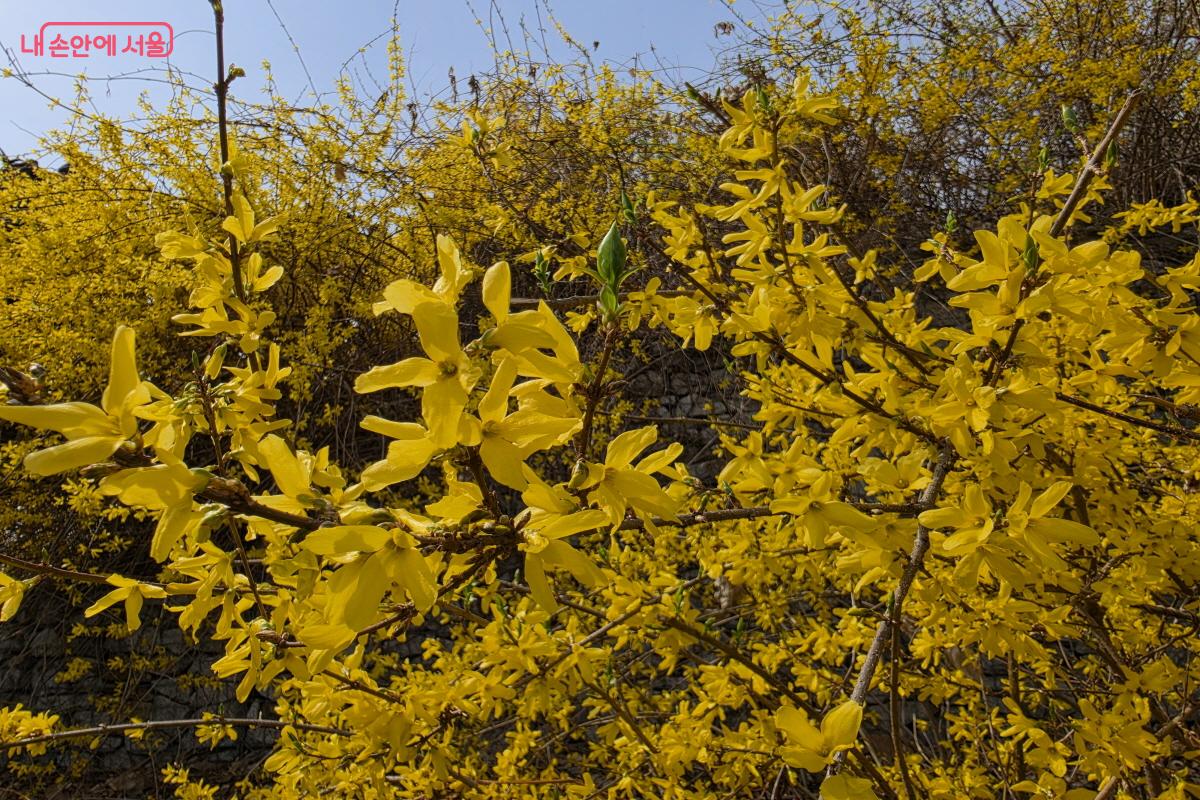산 전체가 개나리로 덮였다. ⓒ조송연