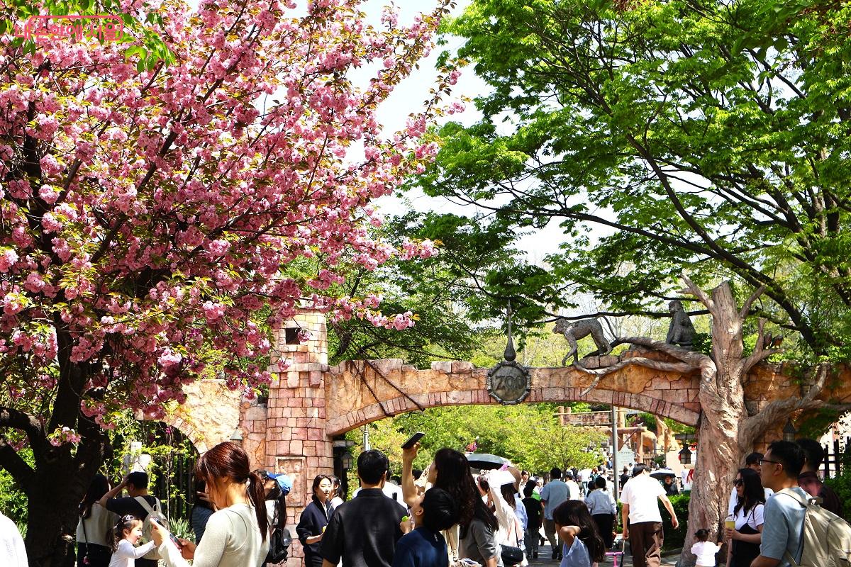 동물원 앞, 흐드러진 겹벚꽃 아래에서 시민들이 한가로운 시간을 보내는 풍경이 인상적이다. &copy;이봉덕