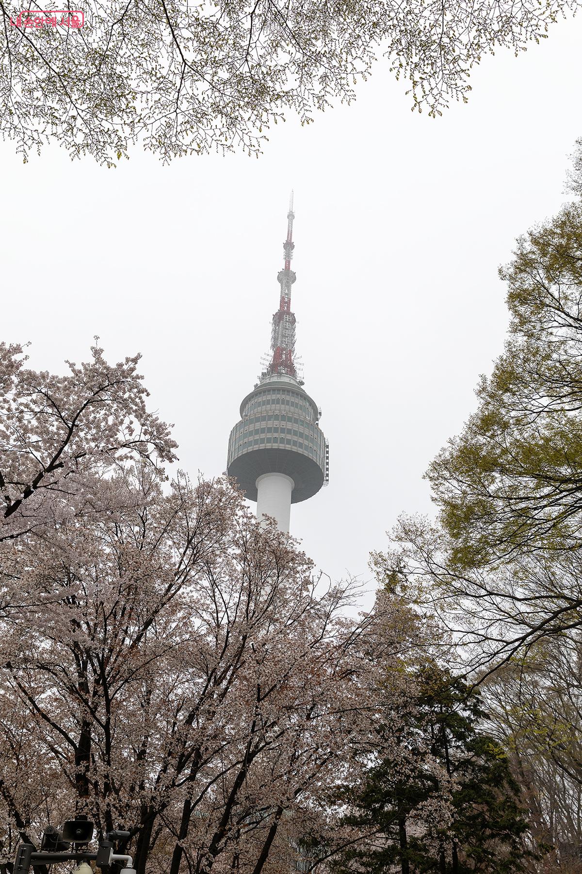 남산 하늘숲길 입구에서 찍은 벚꽃에 둘러싸인 남산타워 ⓒ문청야