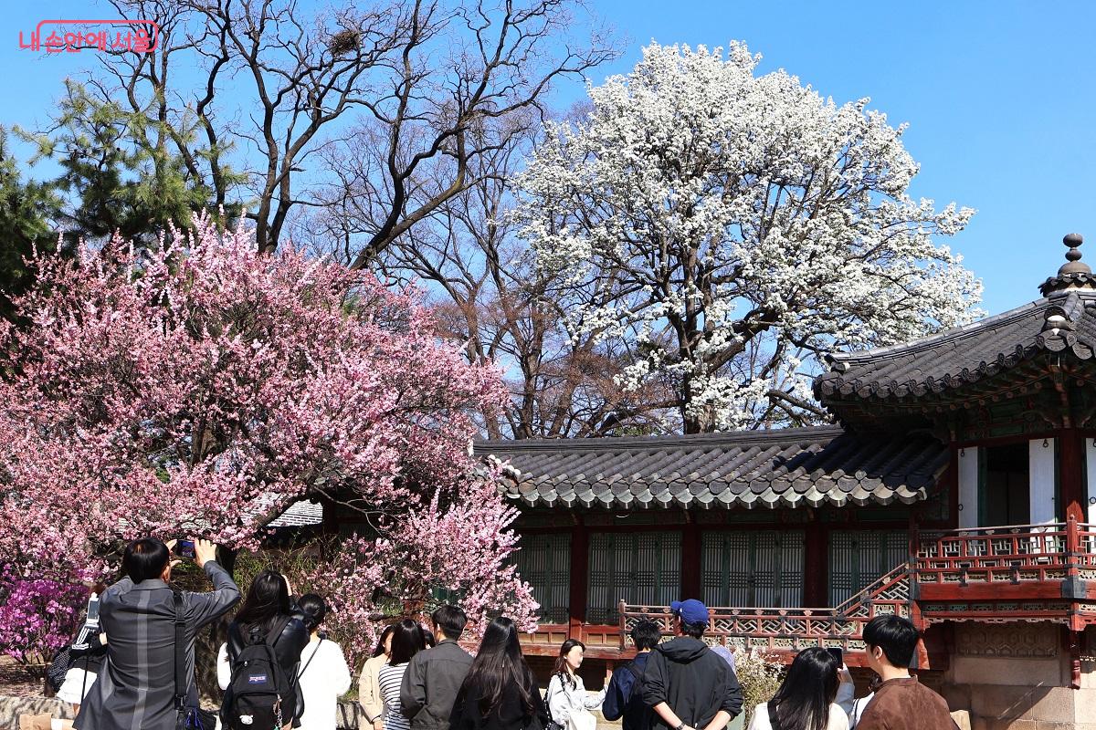 창덕궁 낙선재, 분홍 매화와 하얀 목련이 어우러진 풍경 앞에 시민들이 멈춰 서서 봄을 담고 있다. &copy;이봉덕