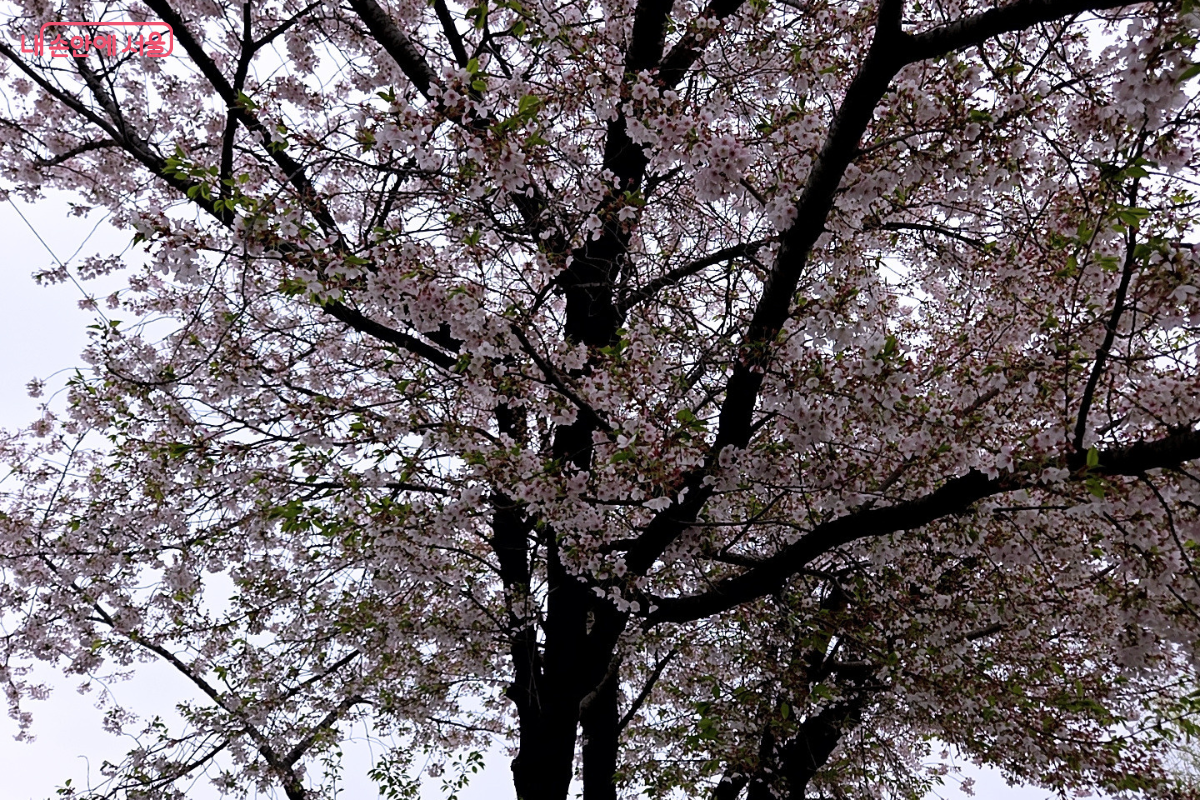 예쁘게 활짝 핀 벚꽃나무 모습 ⓒ김승아