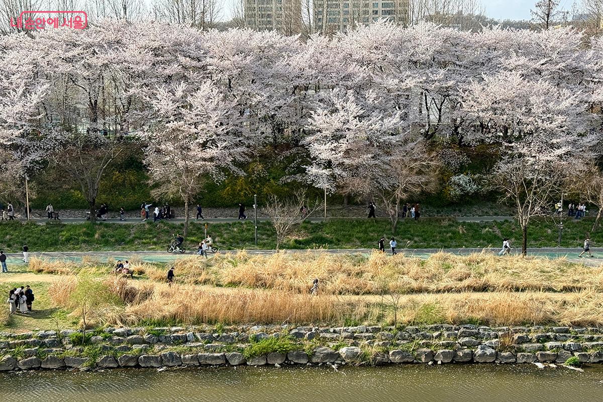 양재천수변문화쉼터 옥상 전망대에서 바라본 양재천 벚꽃 풍경(정면) ©김미정