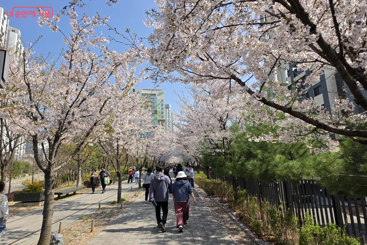 철길 옆에 벚꽃이 만개했다.