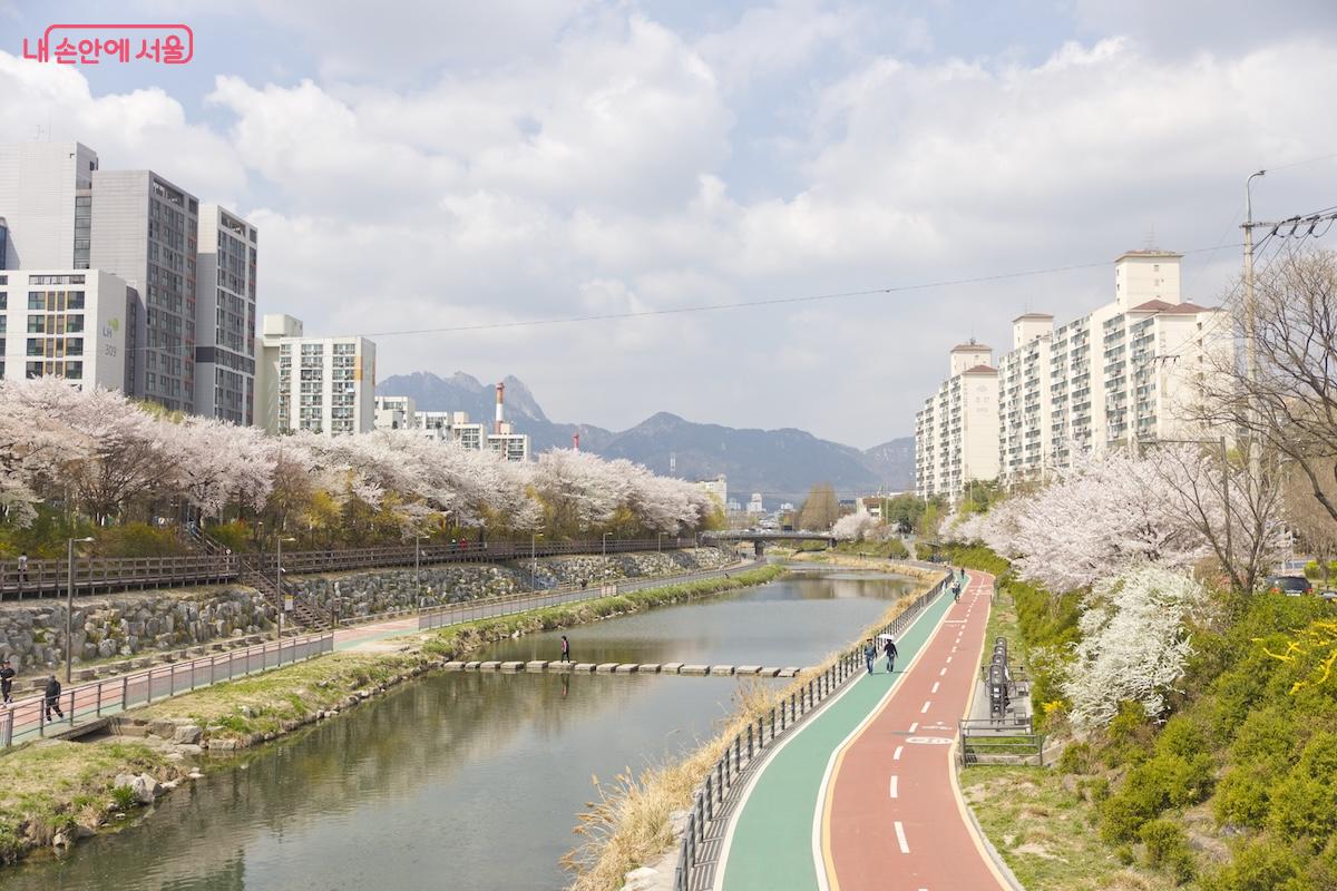 벚꽃 엔딩이 오기 전에 노원우이마루와 우이천변 벚꽃을 꼭 즐겨보자