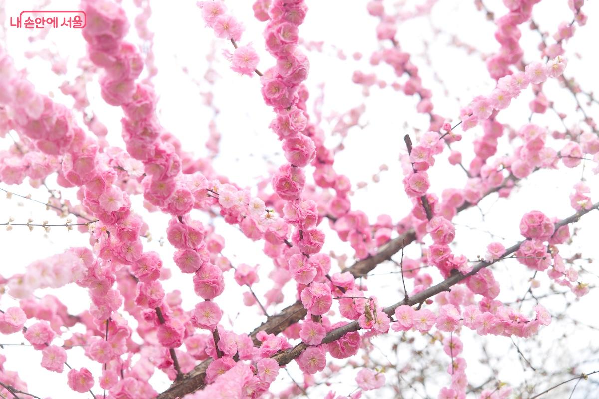 왠지 벚꽃보다 조금 더 오래 꽃잎을 유지해 줄 것 같은 느낌이다. &copy;서지희 