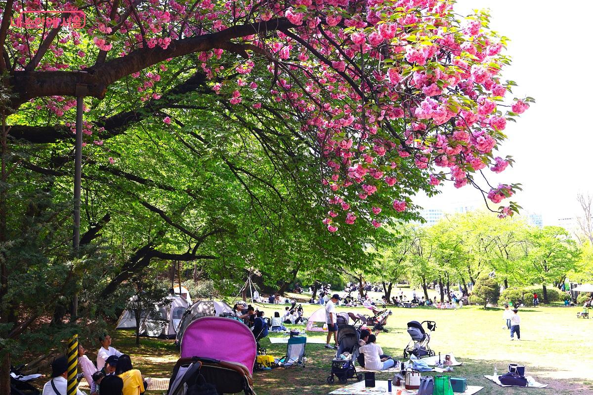 공원 산책로를 따라 화사하게 피어난 분홍빛 겹벚꽃의 자태가 눈길을 사로잡는다. &copy;이봉덕