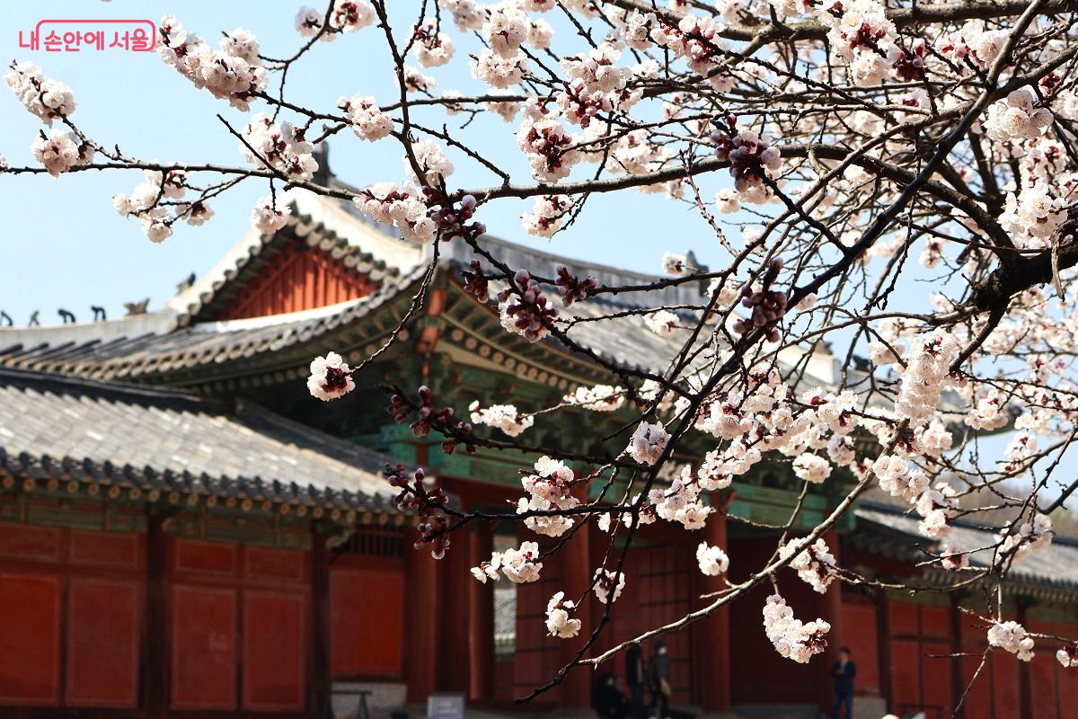 명정문을 배경으로 활짝 핀 살구꽃이 궁궐의 봄 정취를 한껏 고조시킨다. &copy;이봉덕