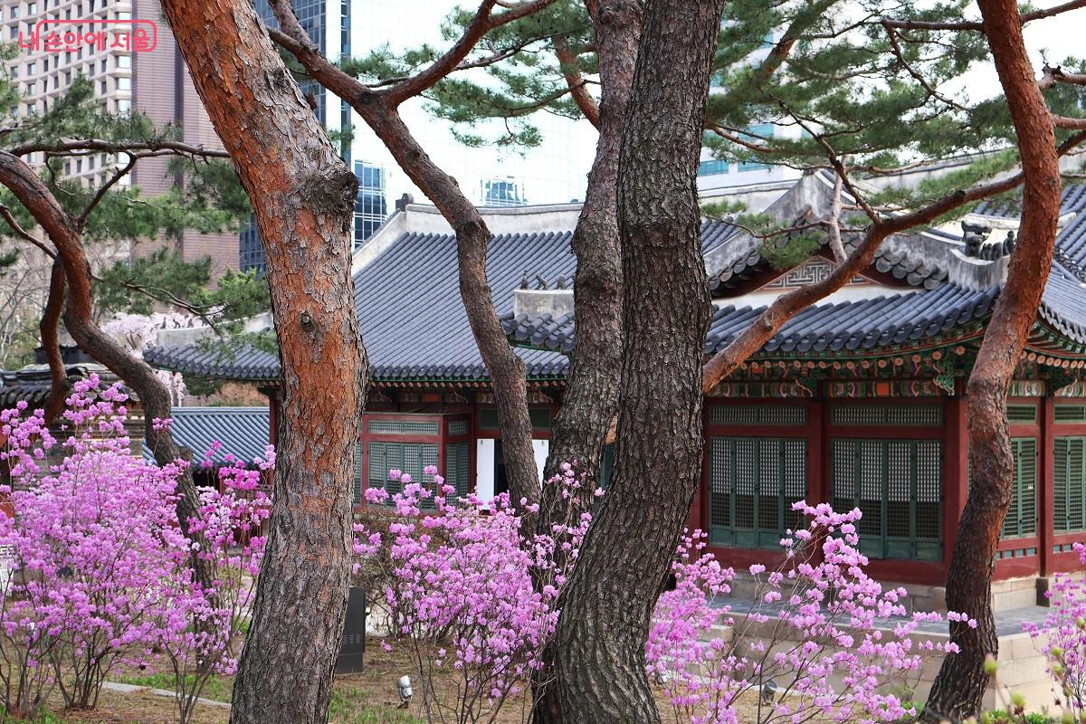 울창한 소나무 사이로 고개를 내민 진달래가 덕수궁에 생기를 불어넣는다. &copy;이봉덕