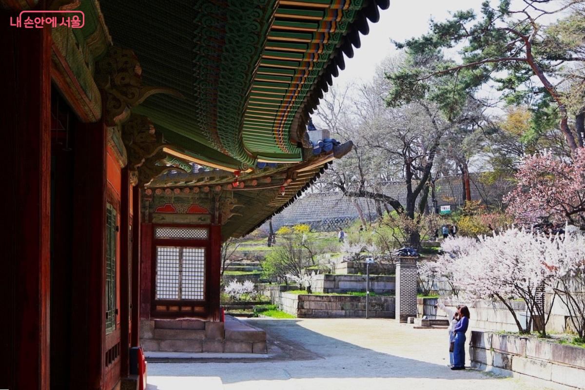 창경궁 양화당 뒷마당에 핀 살구꽃이 전각의 곡선미를 더욱 살려준다. &copy;이봉덕