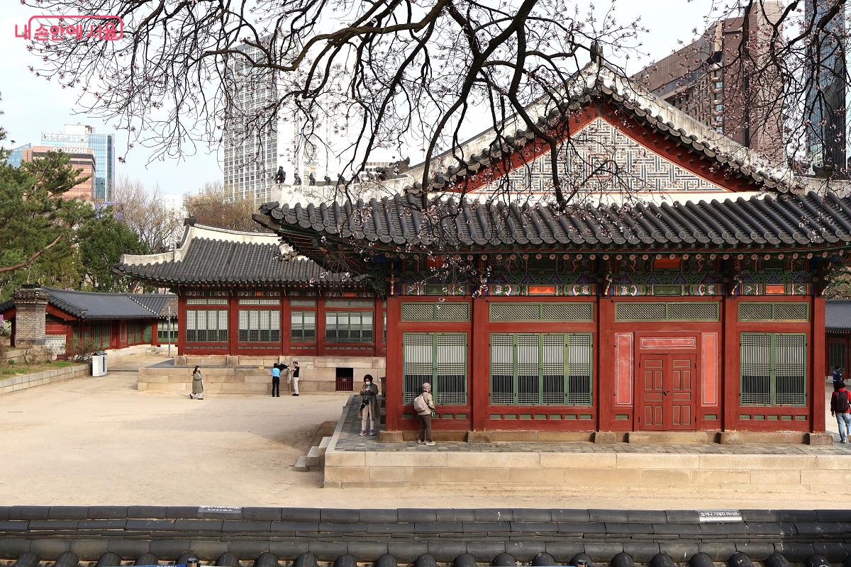 덕수궁 덕흥전의 화려한 단청과 살구꽃 가지가 어우러져 한국적 미의 정수를 보여준다. &copy;이봉덕