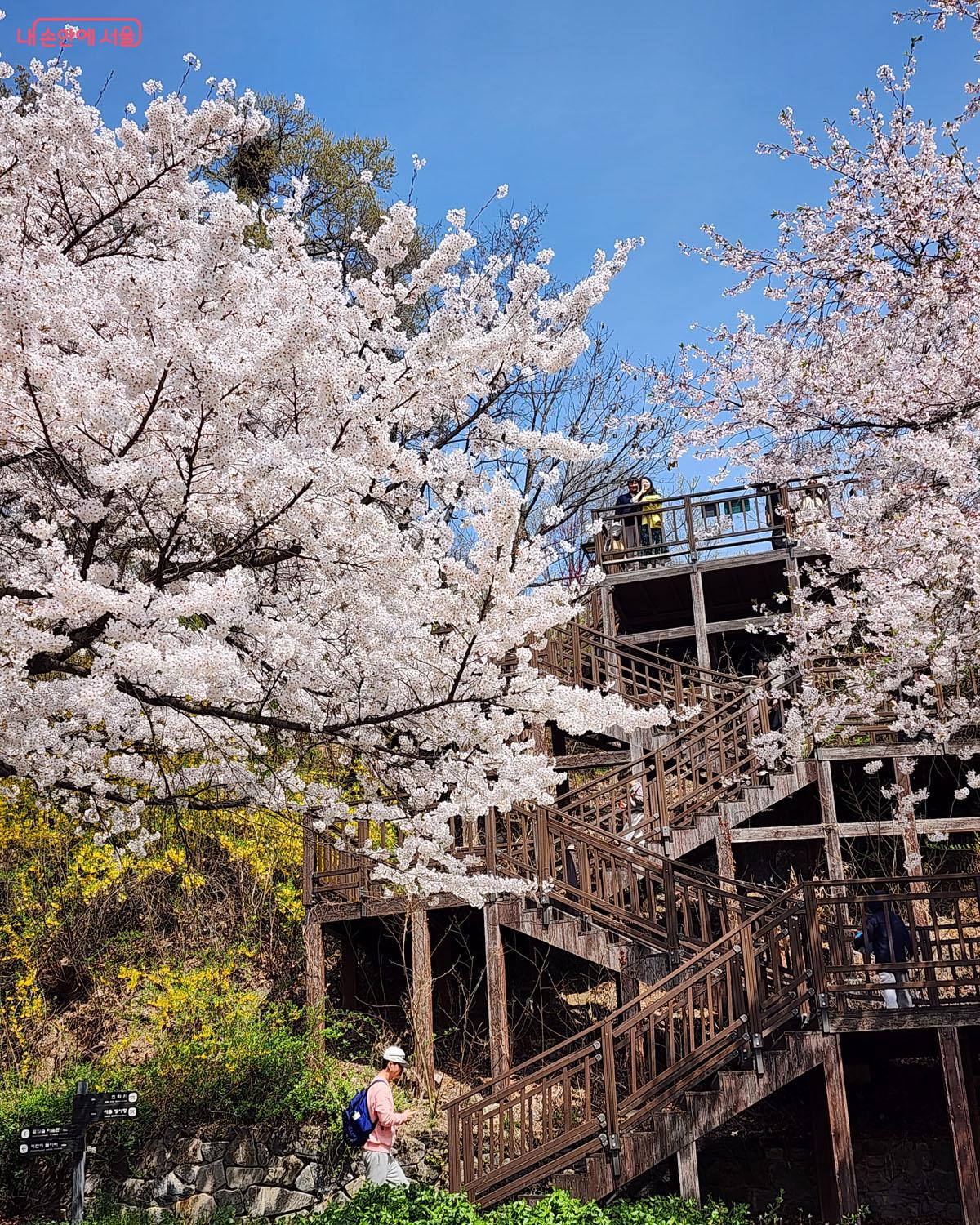 북서울꿈의숲 벚꽃 &copy;이진숙   