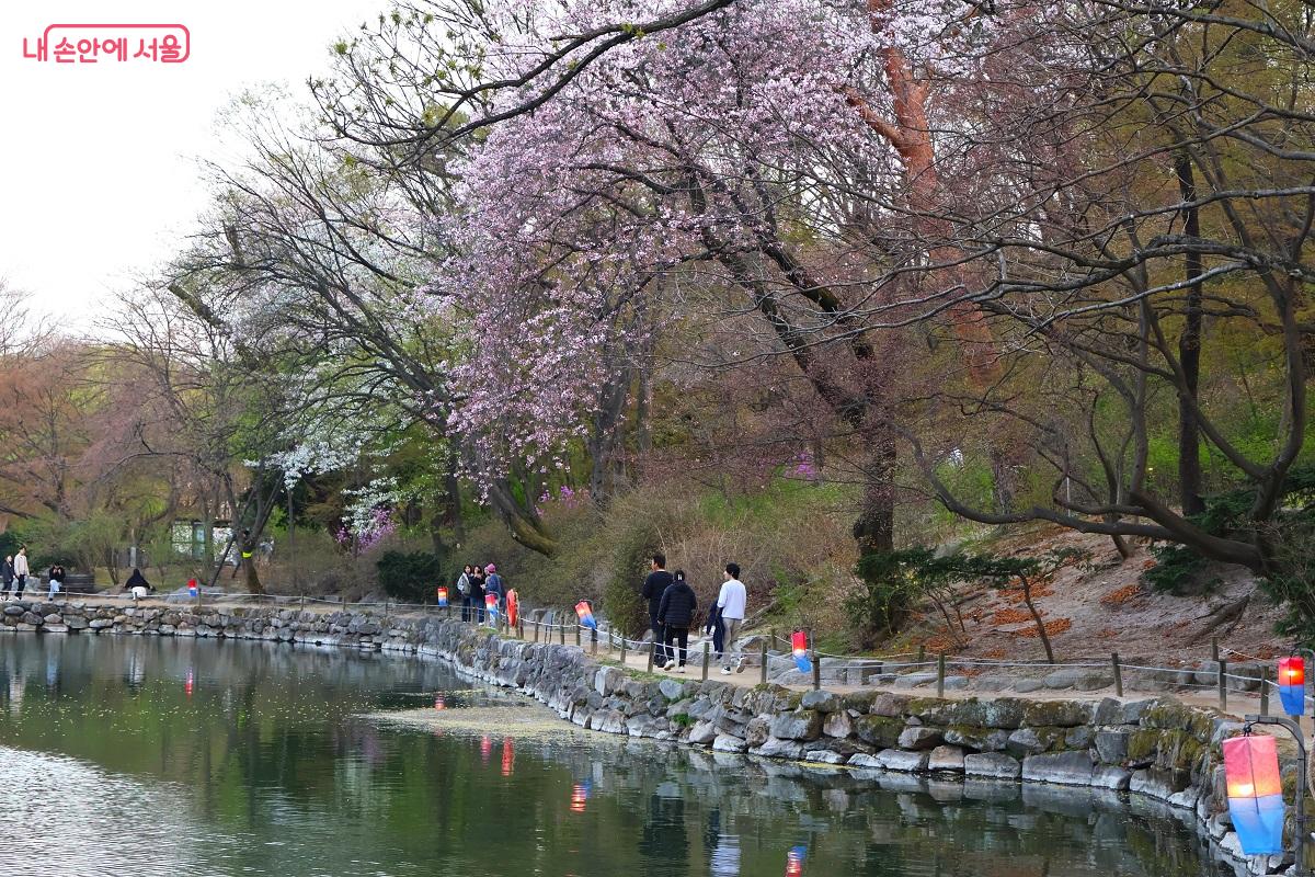 창경궁 춘당지 연못가에 늘어진 수양벚꽃이 물결과 어우러져 장관을 이룬다. &copy;이봉덕