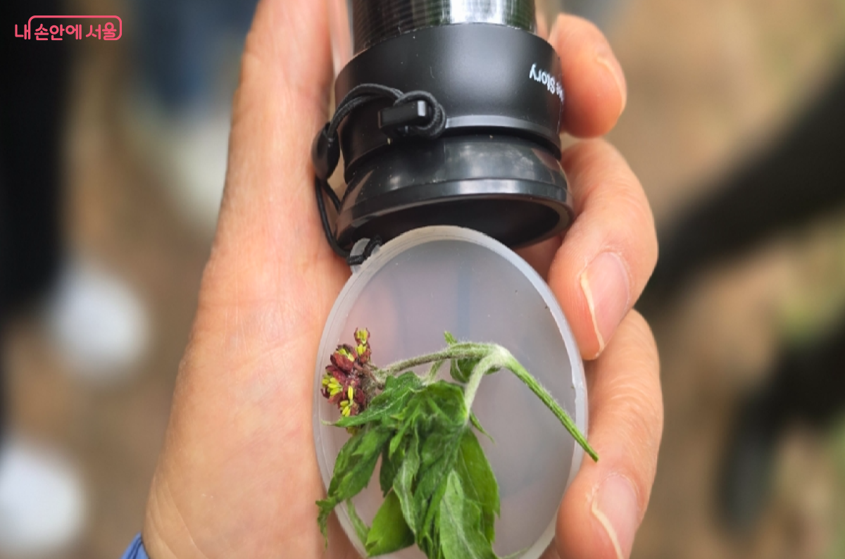 암수가 같이 있는 식물도 알게 되었다. &copy;최윤정