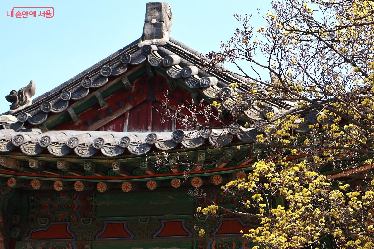 푸른 하늘 아래 기와지붕과 어우러진 노란 산수유가 봄의 기운을 한껏 뽐낸다. &copy;이봉덕