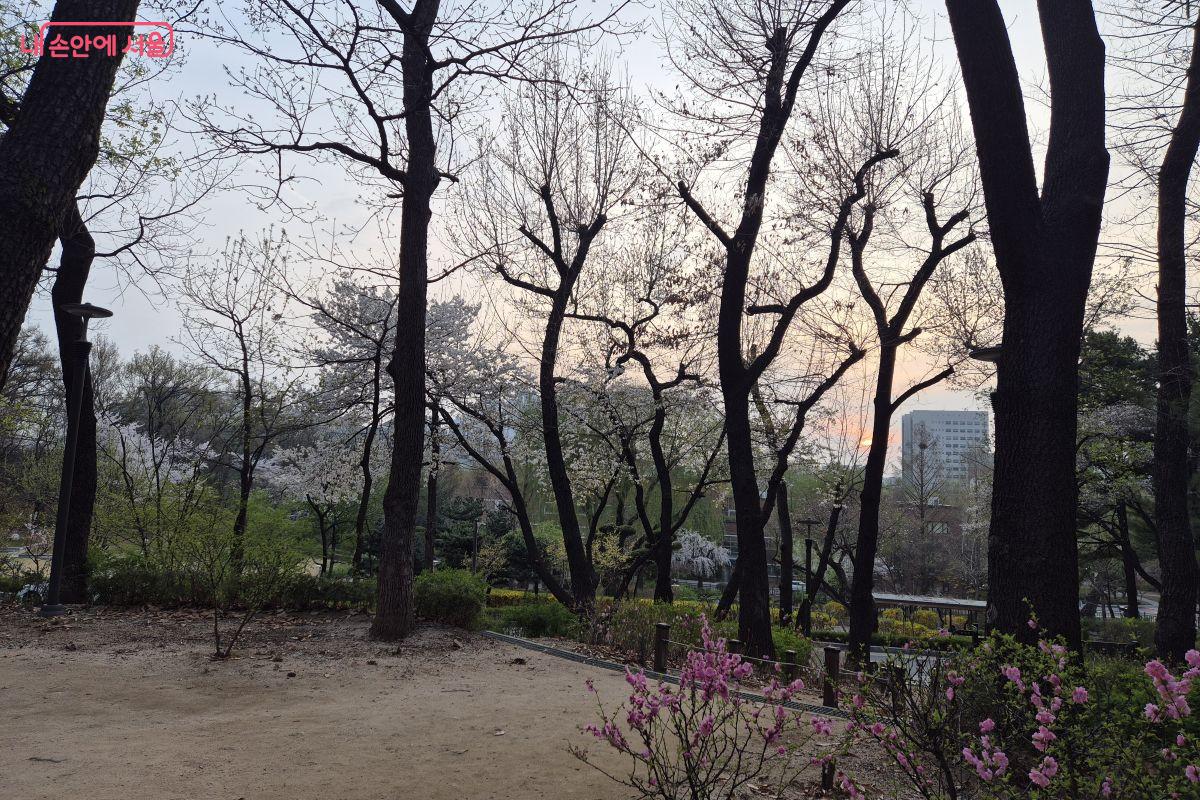 배봉산입구에서 바라본 해질녘의 서울시립대학교