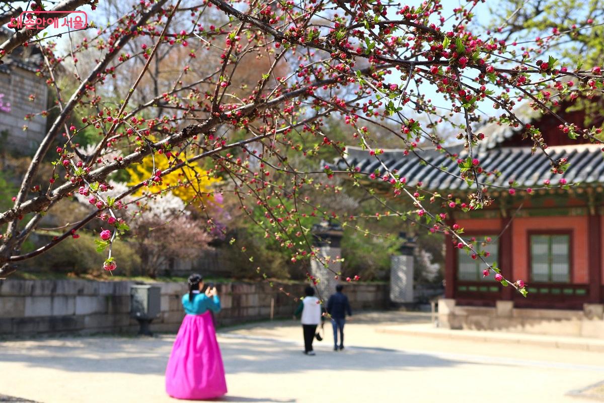 경춘전 마당, 붉은 꽃망울을 터뜨린 매화가 봄의 생기를 더한다. &copy;이봉덕