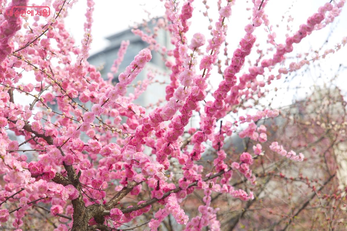 시민들도 우연히 벚꽃보다 예쁜 꽃을 발견해서 열심히 인증샷을 찍고 있었다. &copy;서지희