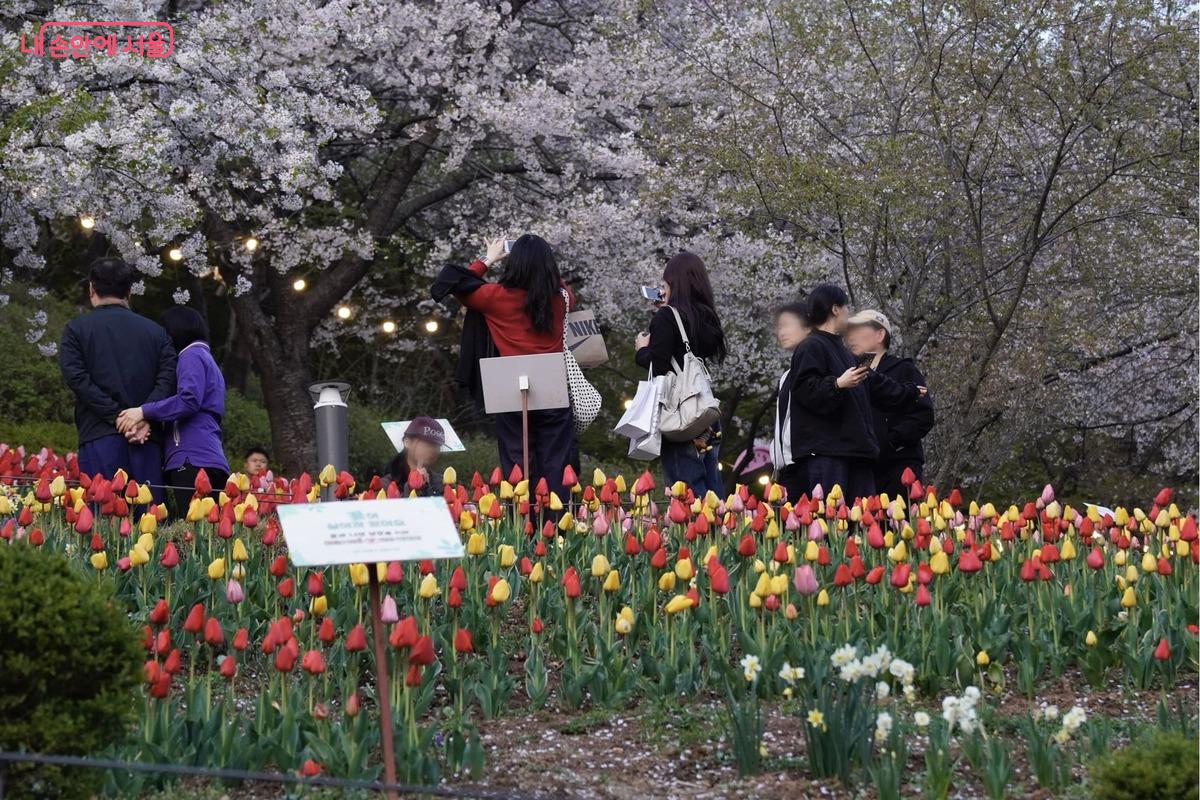 분홍빛 벚꽃과 붉고 노란 튤립이 길 양옆으로 끝없이 펼쳐져 화려한 꽃카펫을 연상케 합니다. 길을 걷던 시민들은 저마다 마음에 드는 꽃 앞에서 걸음을 멈추고, 렌즈 속에 봄의 색채를 정성스레 담아내고 있습니다.