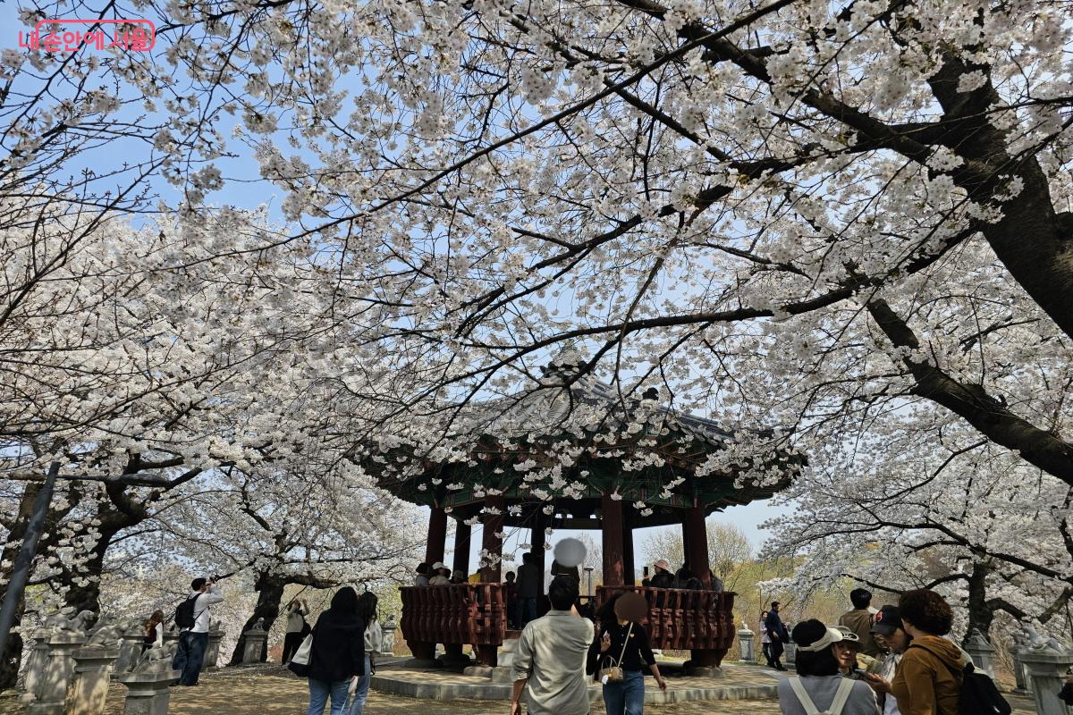 예년보다 빠른 개화에 팔각정에서 많은 시민들이 벚꽃 사진을 찍고 있다. &copy;염지연