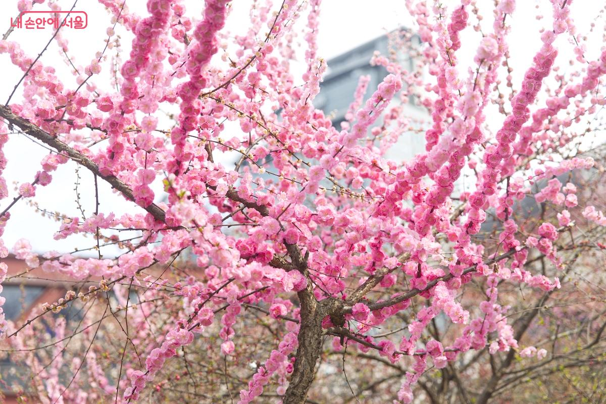 서울역사박물관은 겹복사꽃이 만개하는 곳으로도 유명하다. &copy;서지희