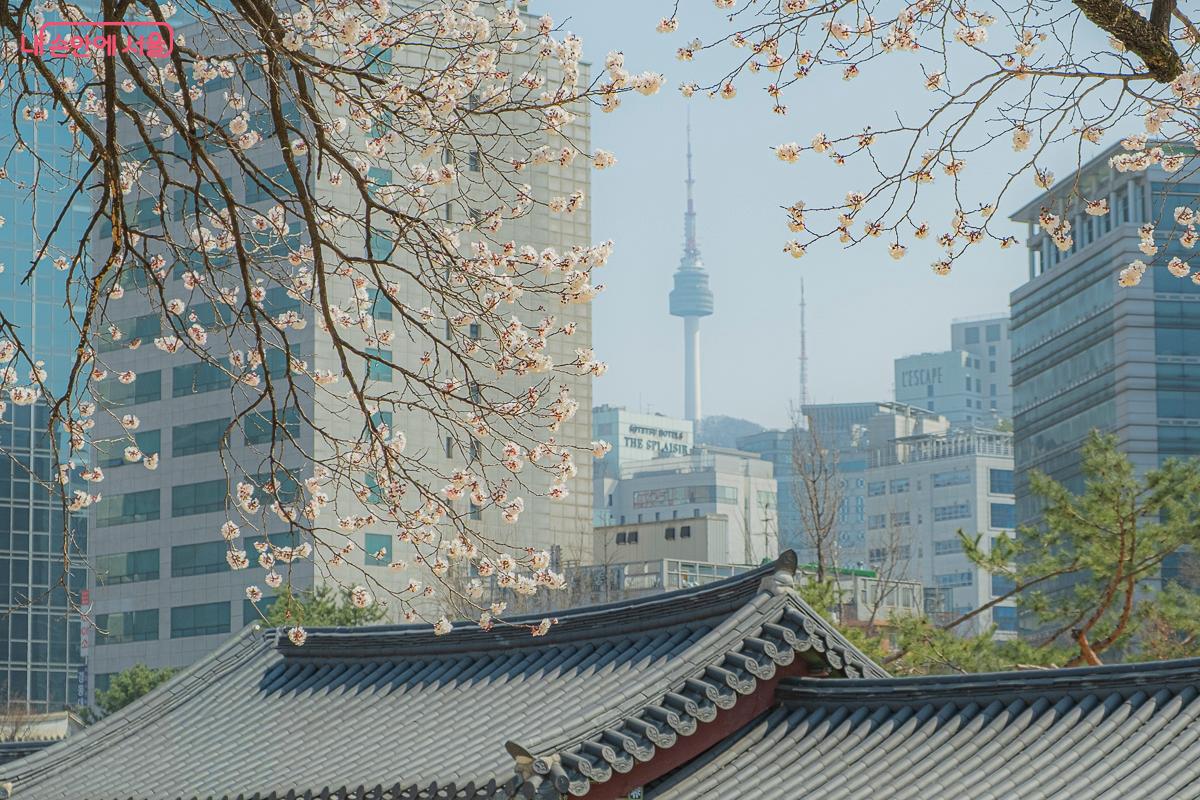 덕수궁에서 남산타워와 살구나무가 한눈에 보이는 모습이 매력적이다. &copy;김지연