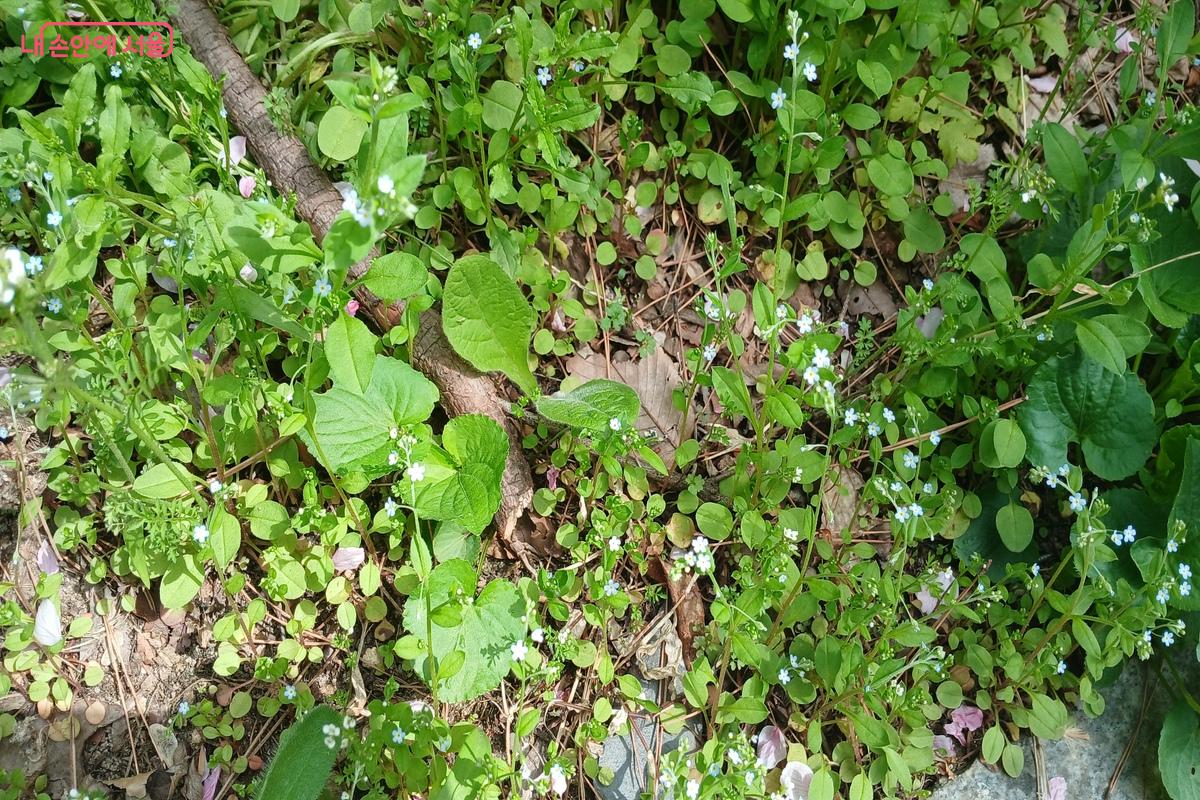 작은 별꽃들이 모여 있다. &copy;유지민