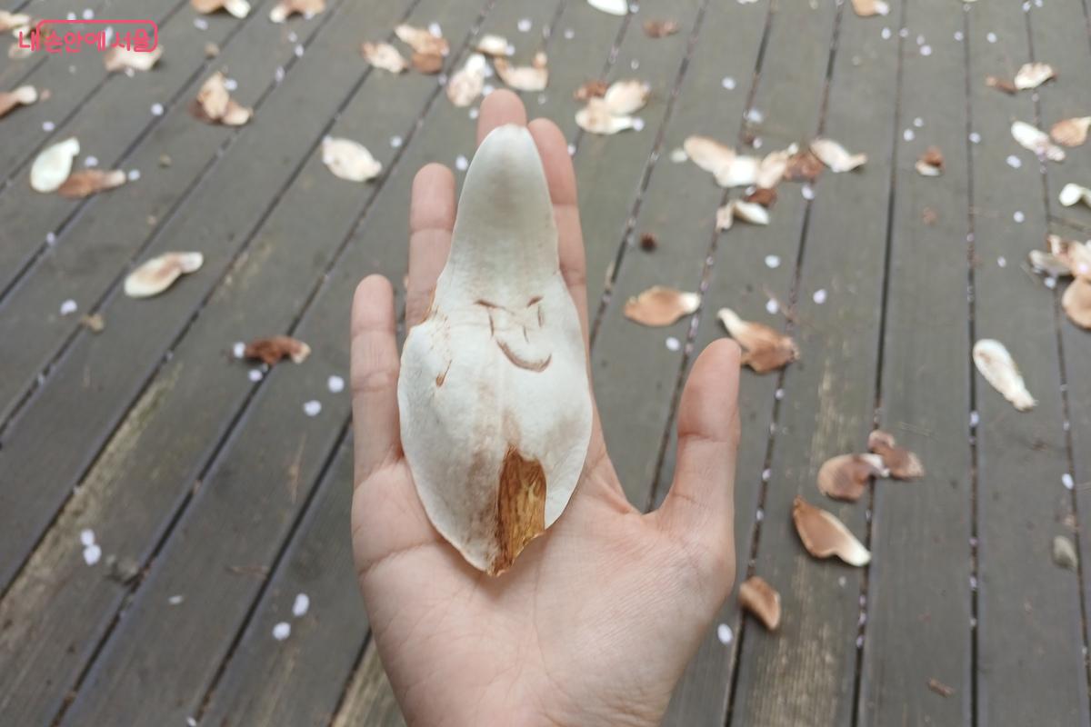 목련잎으로 만든 얼굴이 웃고 있다. &copy;유지민