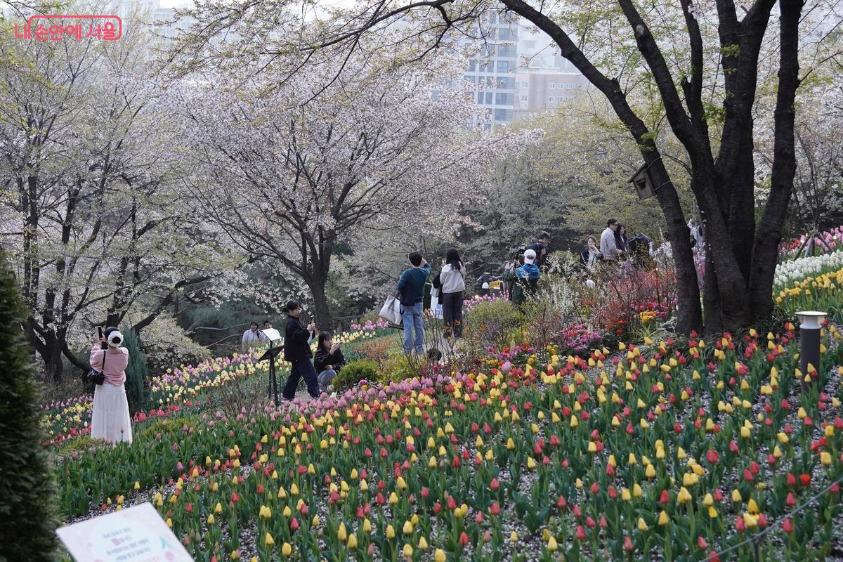 하늘을 뒤덮은 벚꽃 가지 아래로 봄바람에 꽃잎이 눈송이처럼 흩날립니다. 시민들은 벤치에 앉아 쉬거나 스마트폰을 높이 들어 꽃나무를 배경으로 서로의 모습을 담으며, 여유롭고 평화로운 오후를 보내고 있습니다.