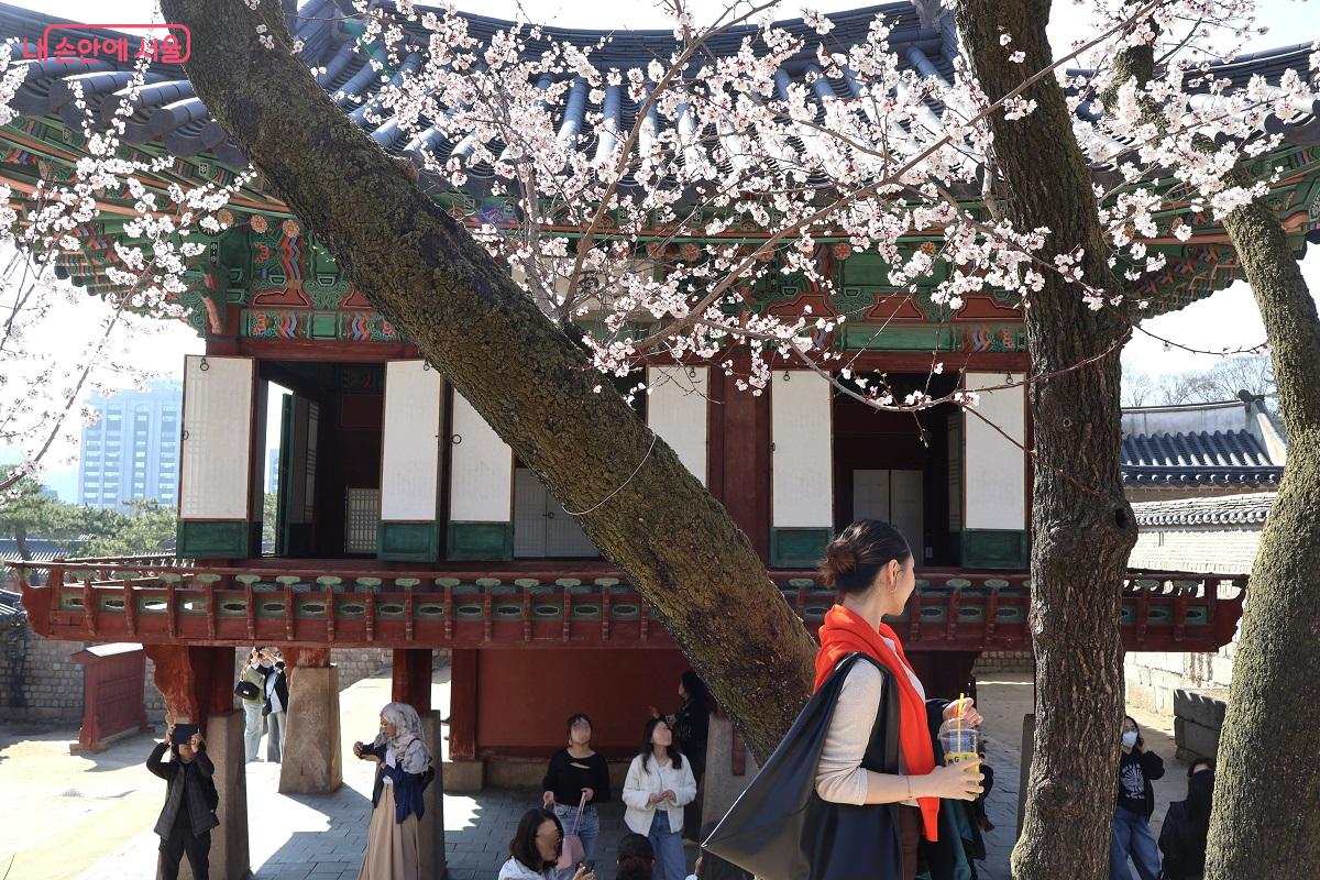 희정당을 배경으로 활짝 핀 살구꽃 아래에서 관람객들이 여유로운 오후를 보낸다. &copy;이봉덕