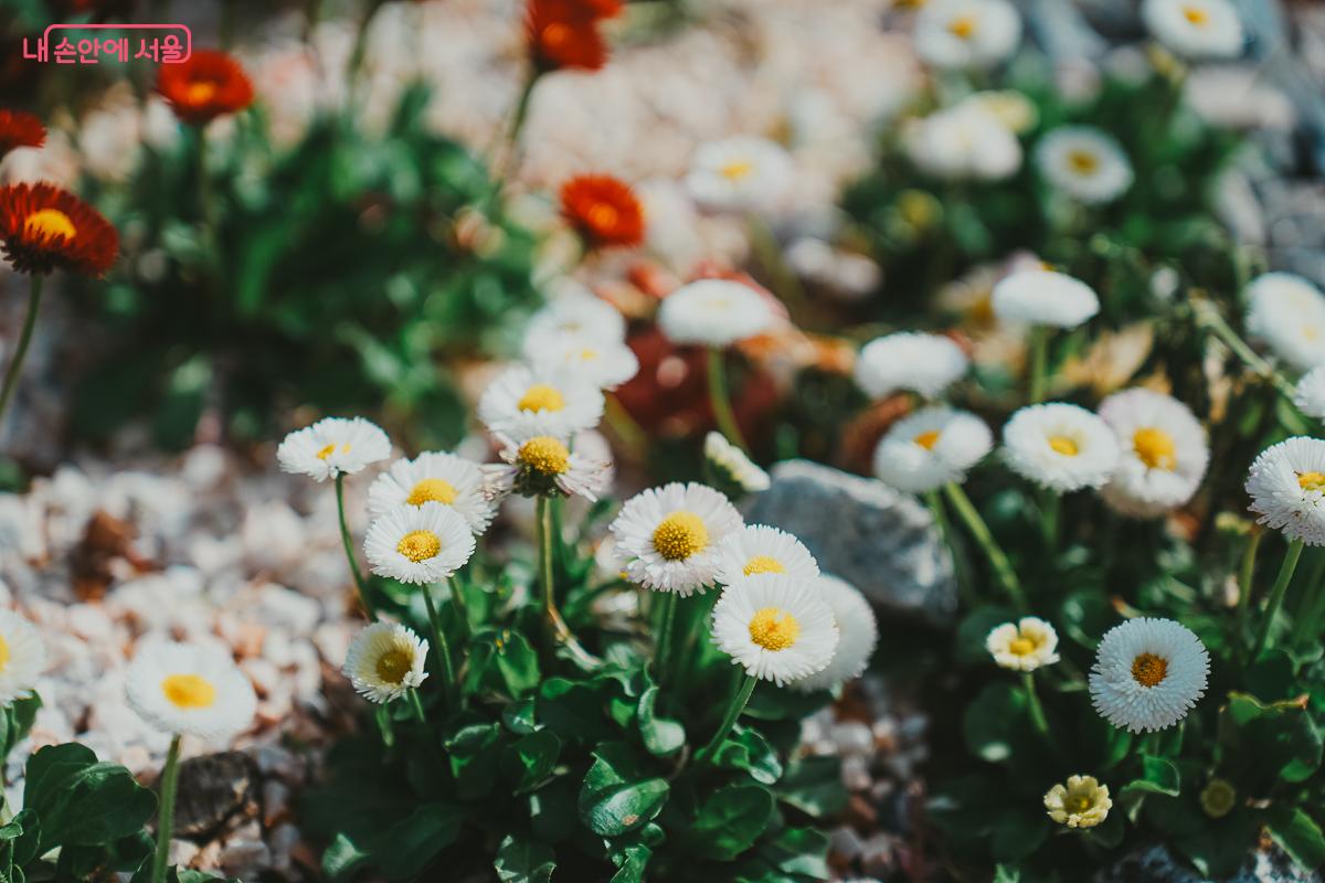 앙증맞은 하얀색 데이지꽃들이 정원 곳곳을 수놓고 있다.  &copy;김성무