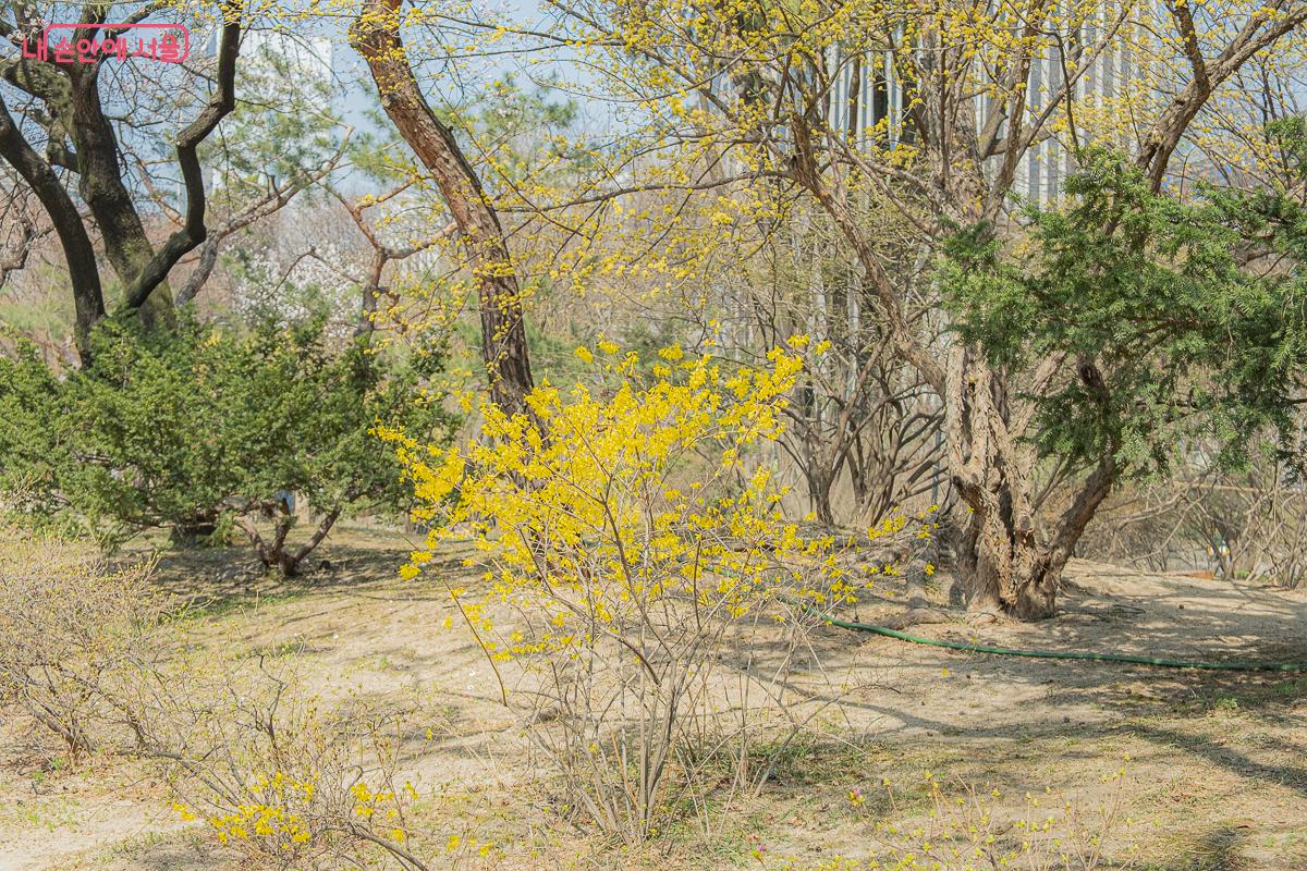 산책길 곳곳에 개나리가 피어나고 있다. &copy;김지연