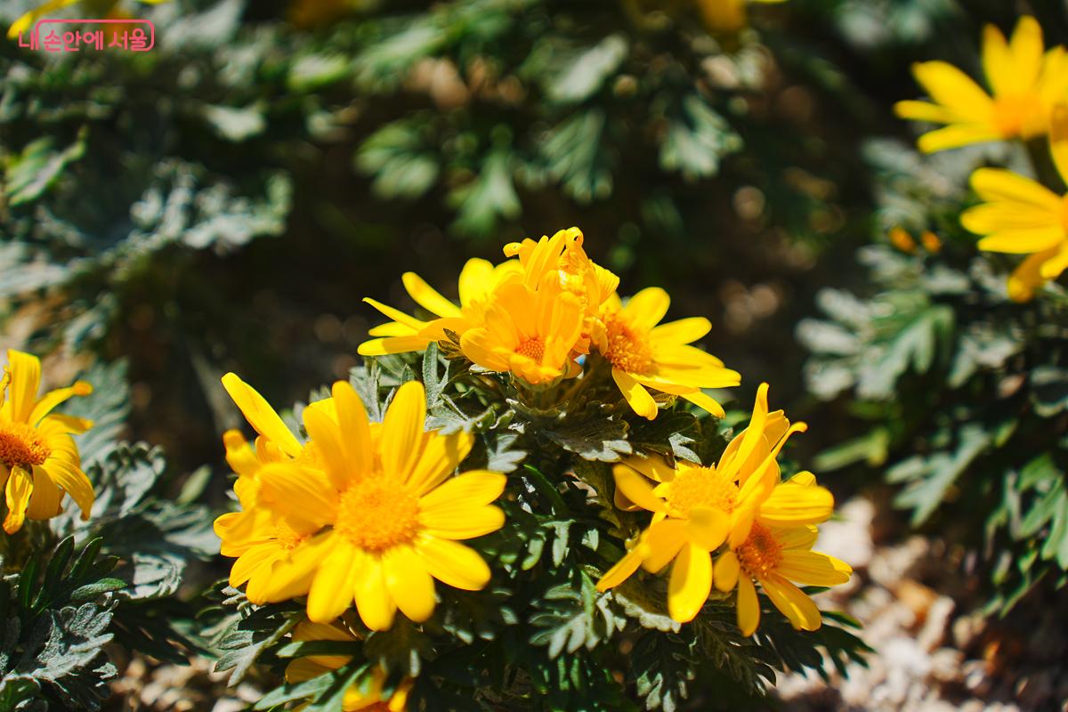 선형정원 산책로를 따라 심어진 다채로운 식생 &copy;김성무