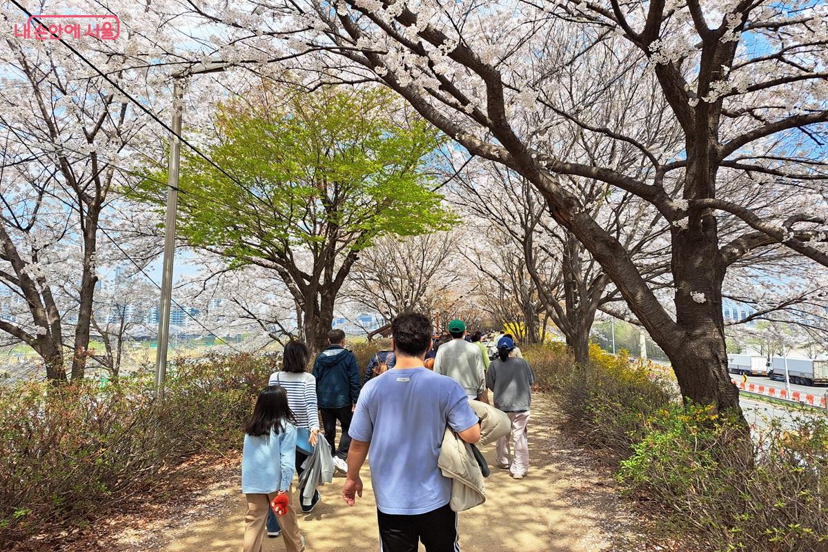 안양천 벚꽃길을 가족이 함꼐 산책하는 모습을 볼 수 있다. &copy;홍지영