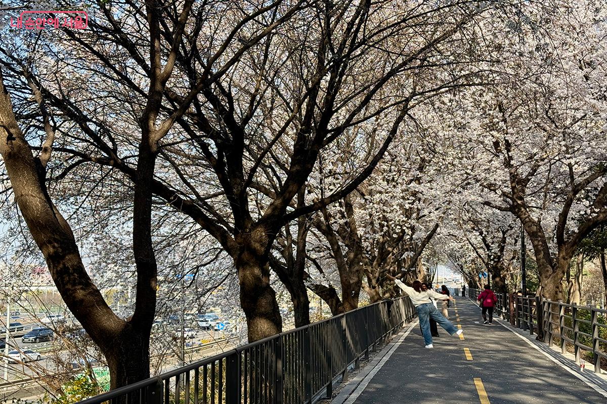 사람보다 벚꽃이 더 많은, 한적한 송정제방길 ©김미정