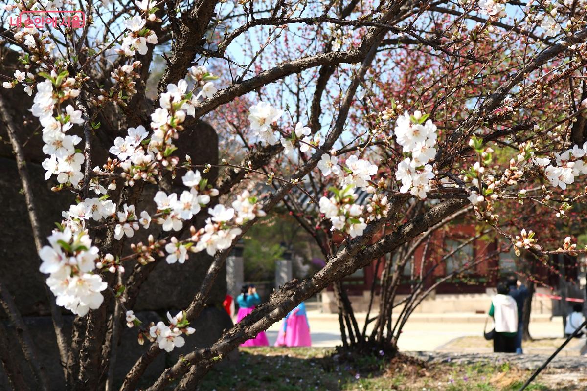하얀 앵두꽃이 관람객에게 봄 인사를 건넨다. &copy;이봉덕