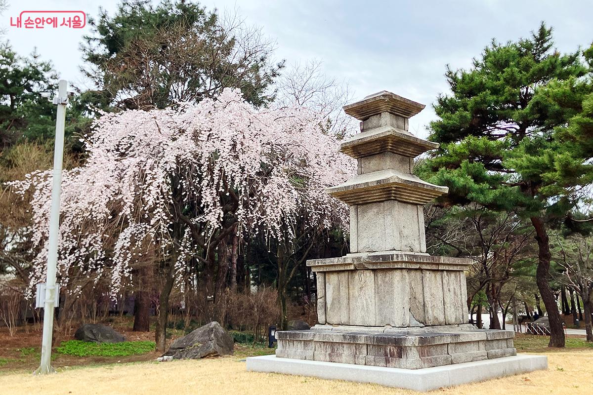 흐드러진 수양벚꽃과 어우러져 운치를 더하는 갈항사 동서 3층석탑 ©이란