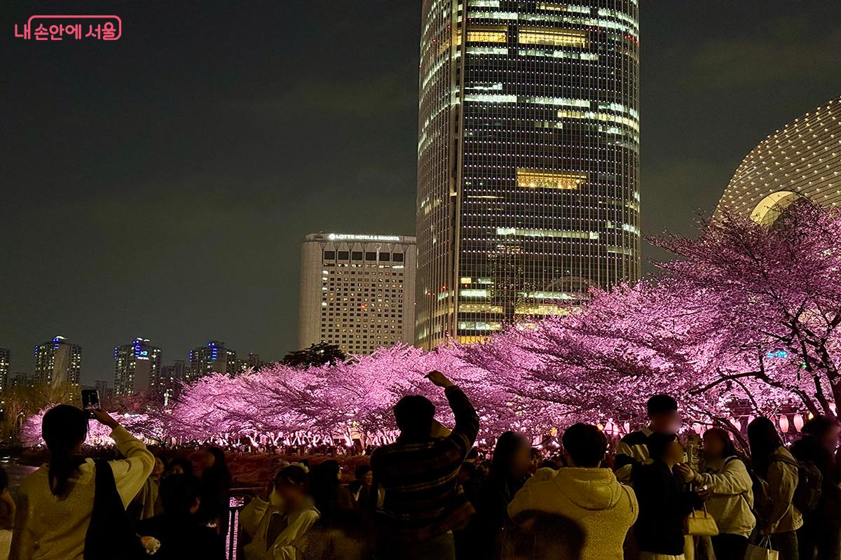 벚꽃과 롯데월드타워가 어우러진 대표 포토 스폿 ©김미정