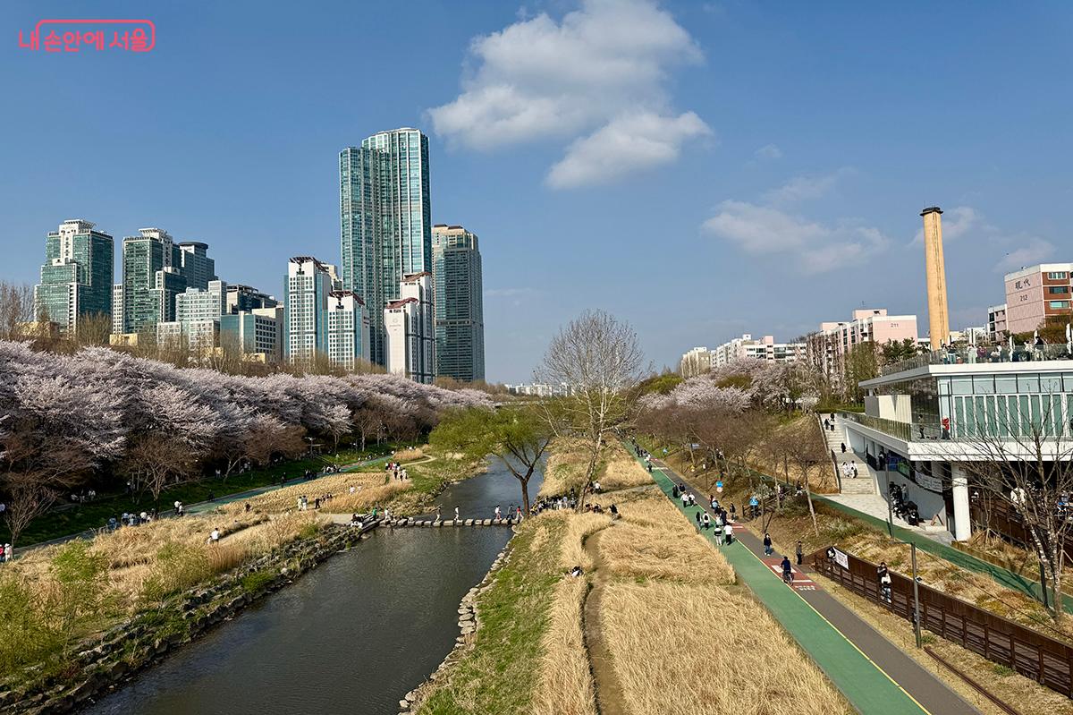 양재천 밀미리다리 위에서 바라본 양재천 벚꽃 풍경과 양재천수변문화쉼터 모습 ©김미정