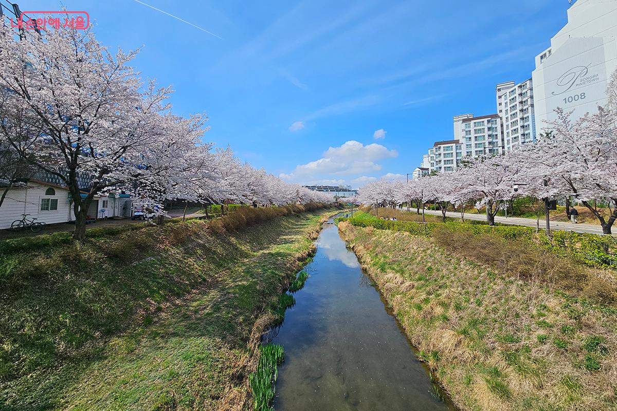 장지천은 수변 활성화 거점 조성 사업을 통해 풍성하고 쾌적한 공간으로 탈바꿈했다. ©이혜숙