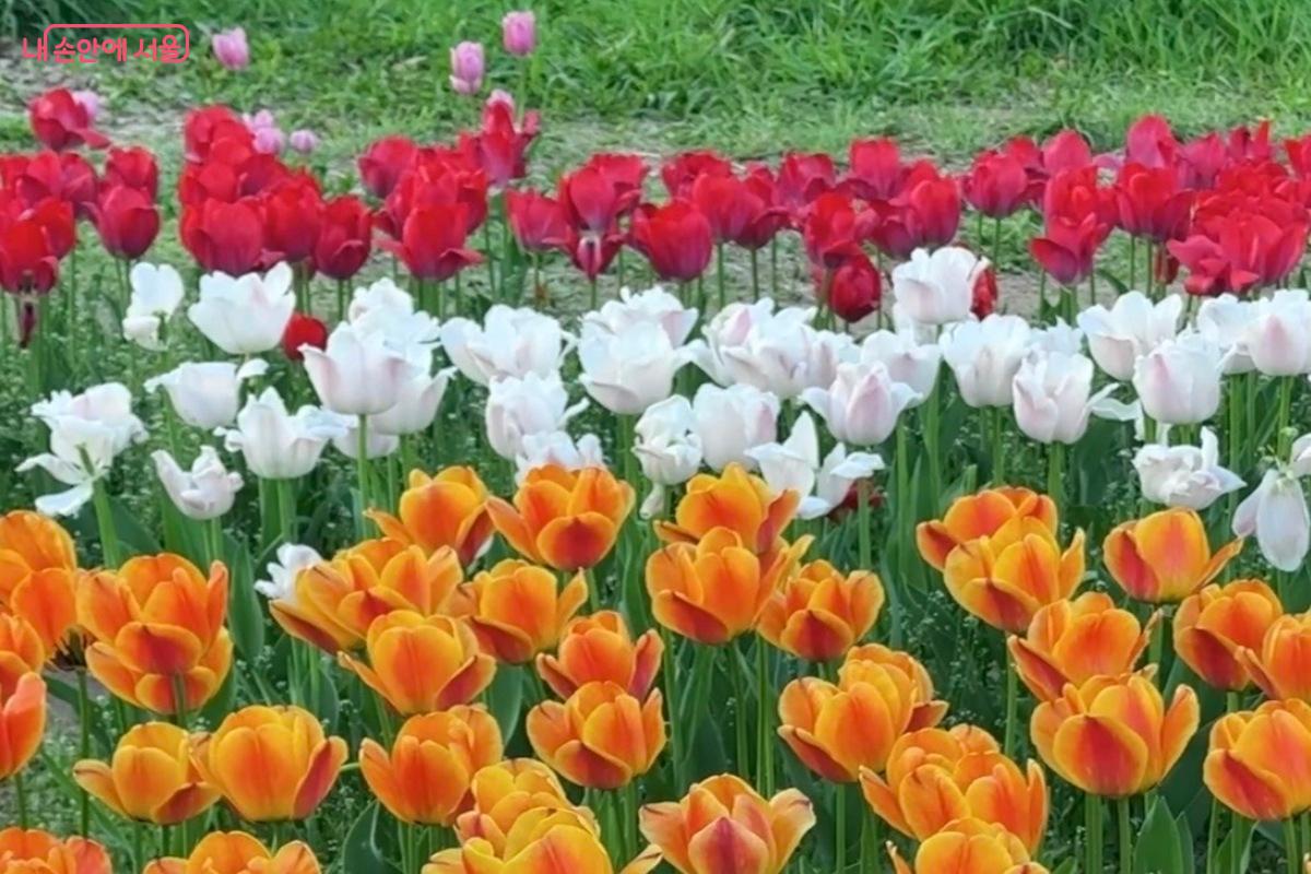 용비쉼터정원에서 만난 형형색색의 튤립 &copy;임수영
