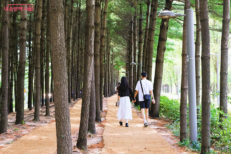 경춘선숲길 옆 소나무숲에서 산책하는 시민들